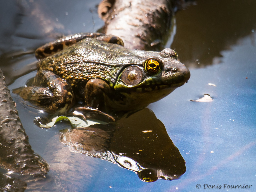 Grenouille verte Green frog Denis Fournier Flickr