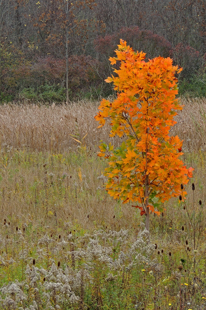 Black Creek Park (Chili NY) Sharon Hann Flickr