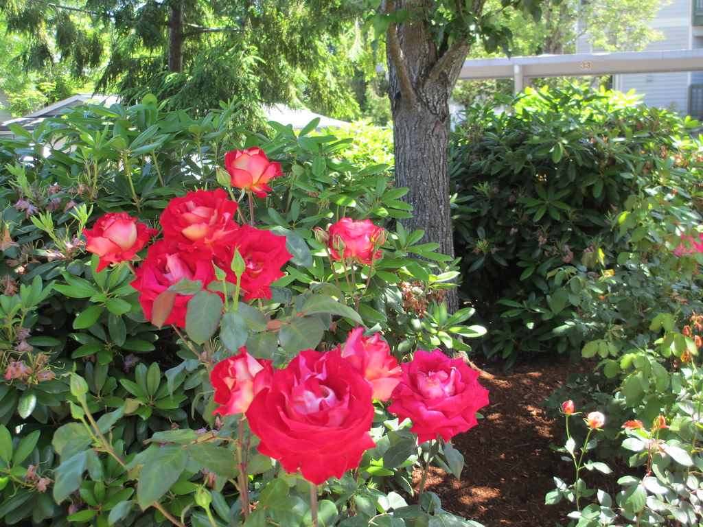Red roses in full bloom Portland, Oregon J Flickr