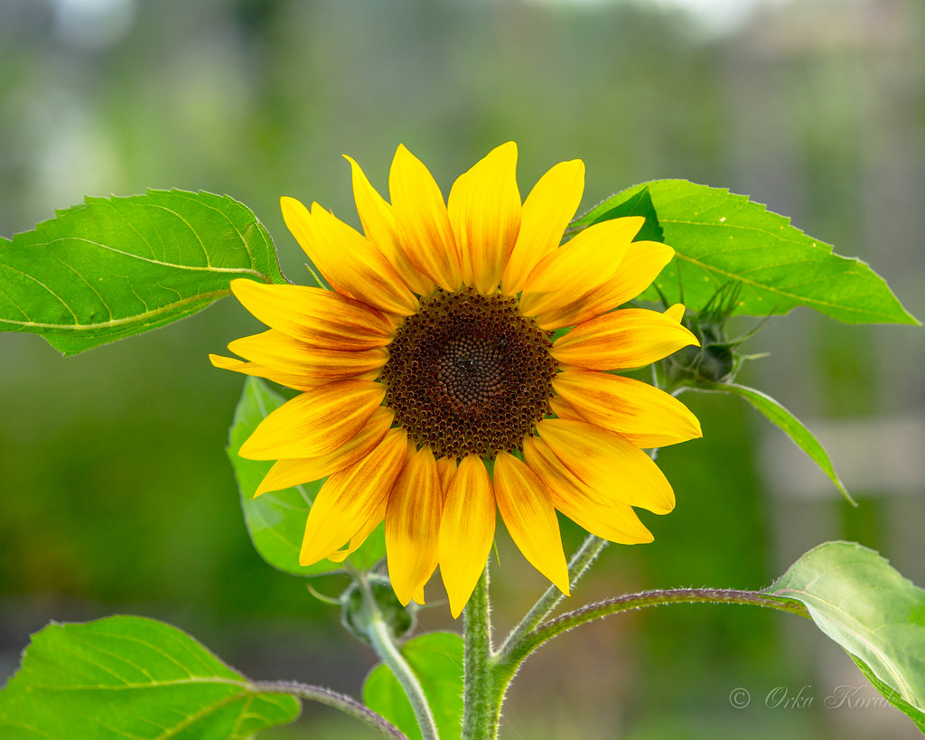 Sunflowers July 17_2014 IMG_07062 Orkakorak Flickr