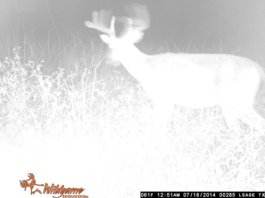 Texas Deer Lease aug 114 285 Four WillisBros Flickr