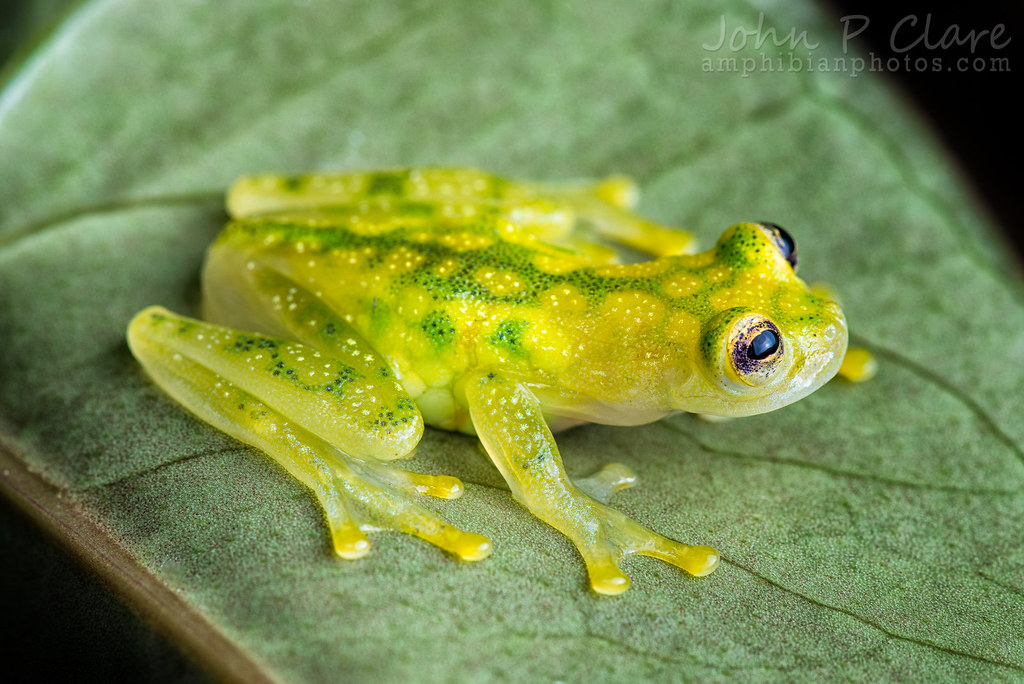 La Palma Glass Frog (Hyalinobatrachium valerioi) Gravid Fe… Flickr