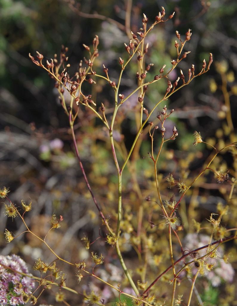 Drosera gigantea ssp gigantea, Blue Rock, near Jarrahdale,… Flickr