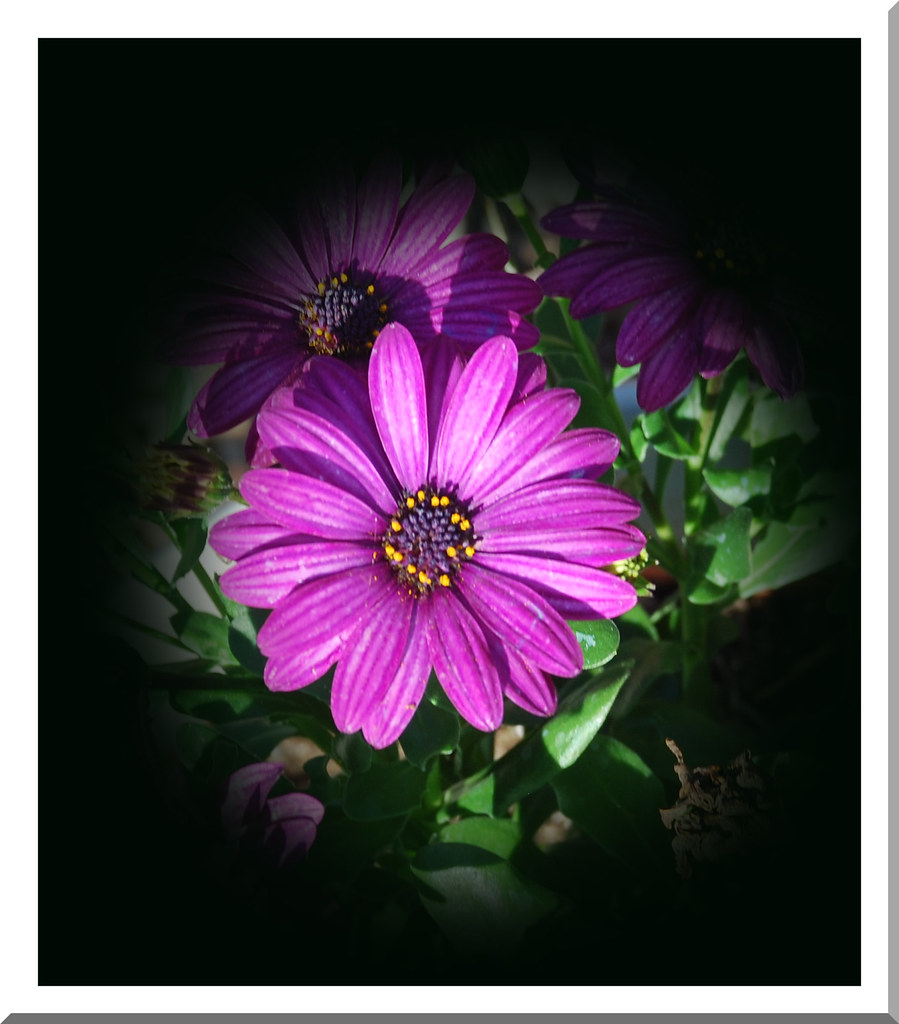 purple daisy Peggy COURTNEY Flickr