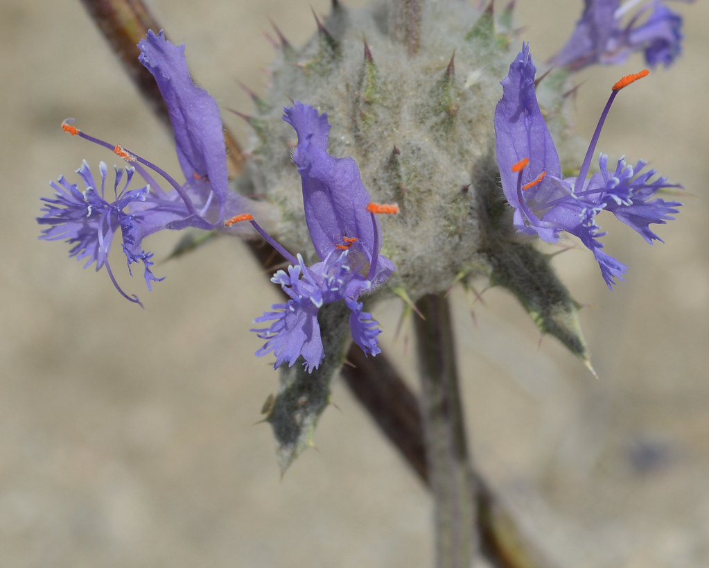 Salvia carduacea; Thistle Sage An annual herb in the Lamia… Flickr