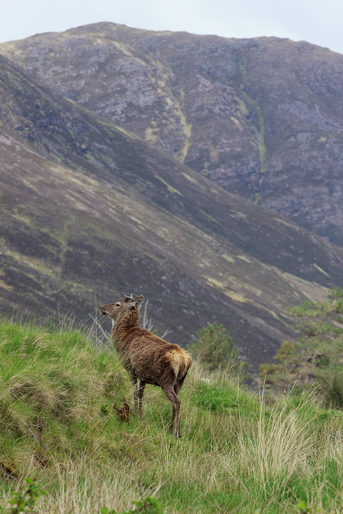 What do you call a deer with no eyes? eddiesniper Flickr