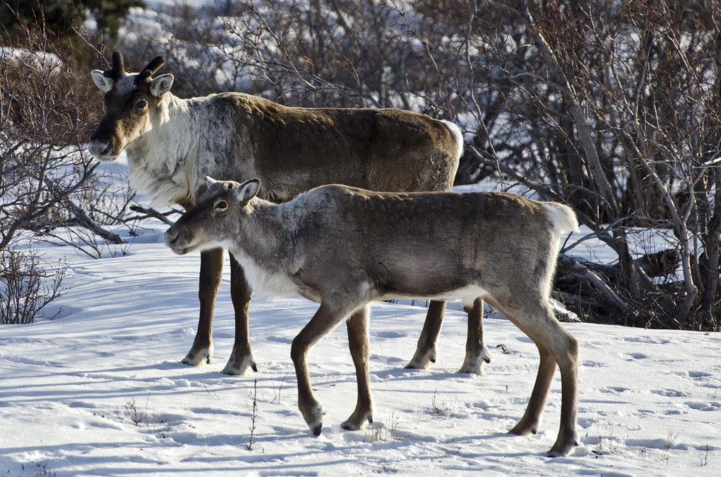 15 Awesome Animals That Live In The Tundra