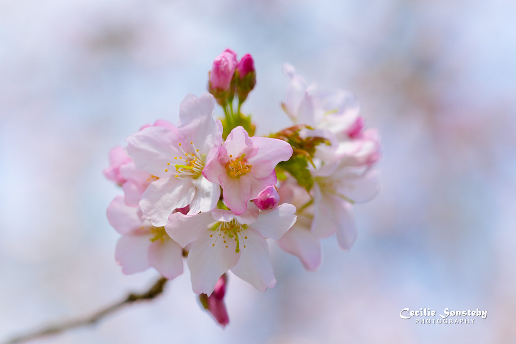 Flowers before fruit Thanks to everyone who takes the time… Flickr