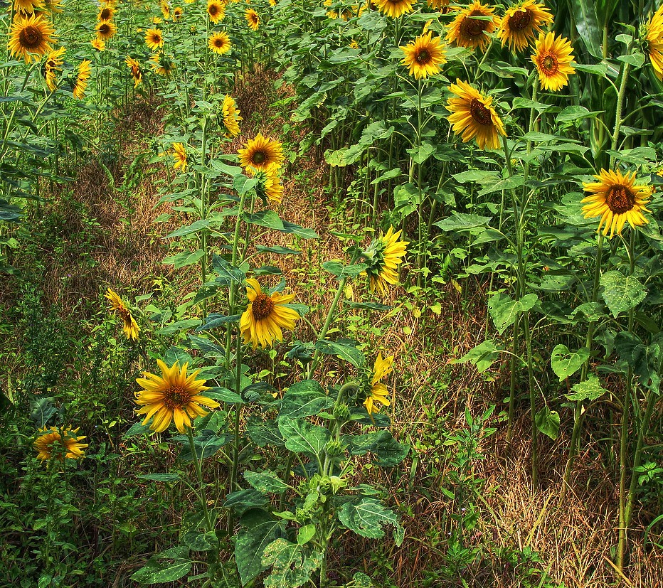 Broom's Bloom Sunflowers Forsaken Fotos Flickr