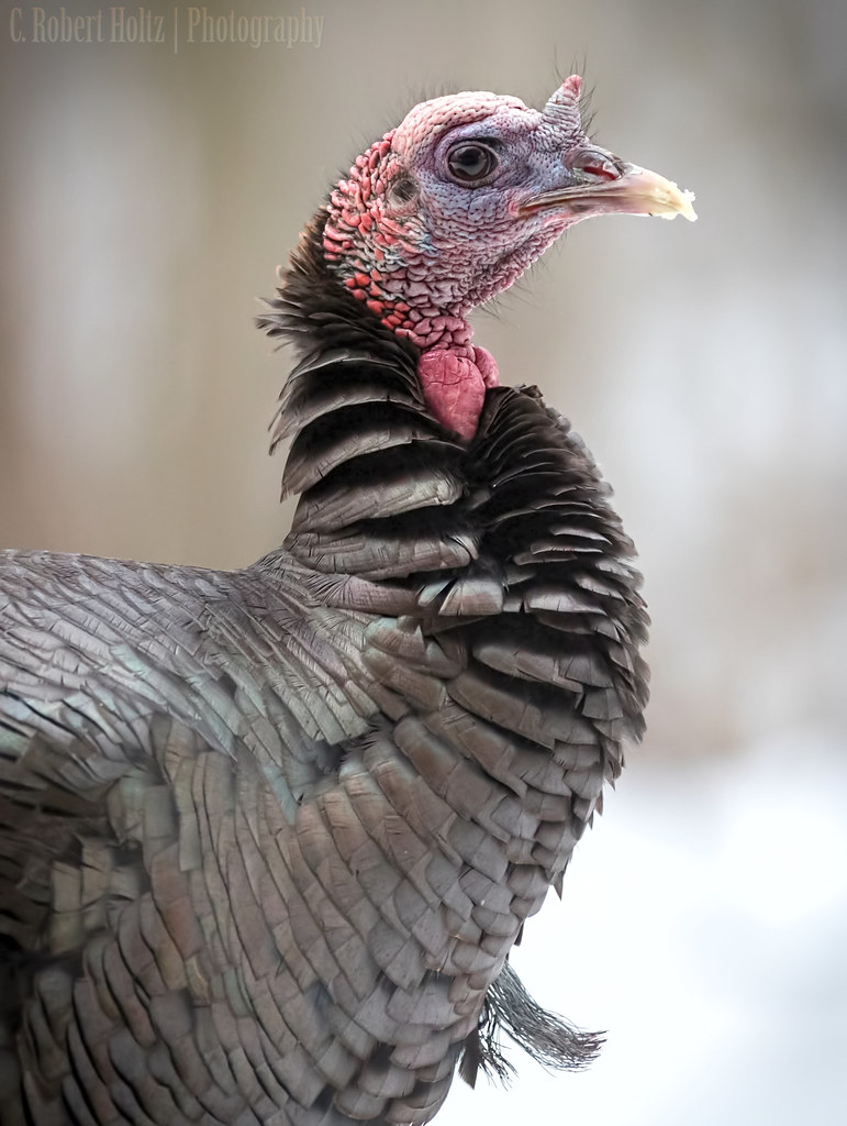 Jake (Young Male) Eastern Wild Turkey Enlarge the photo fo… Flickr
