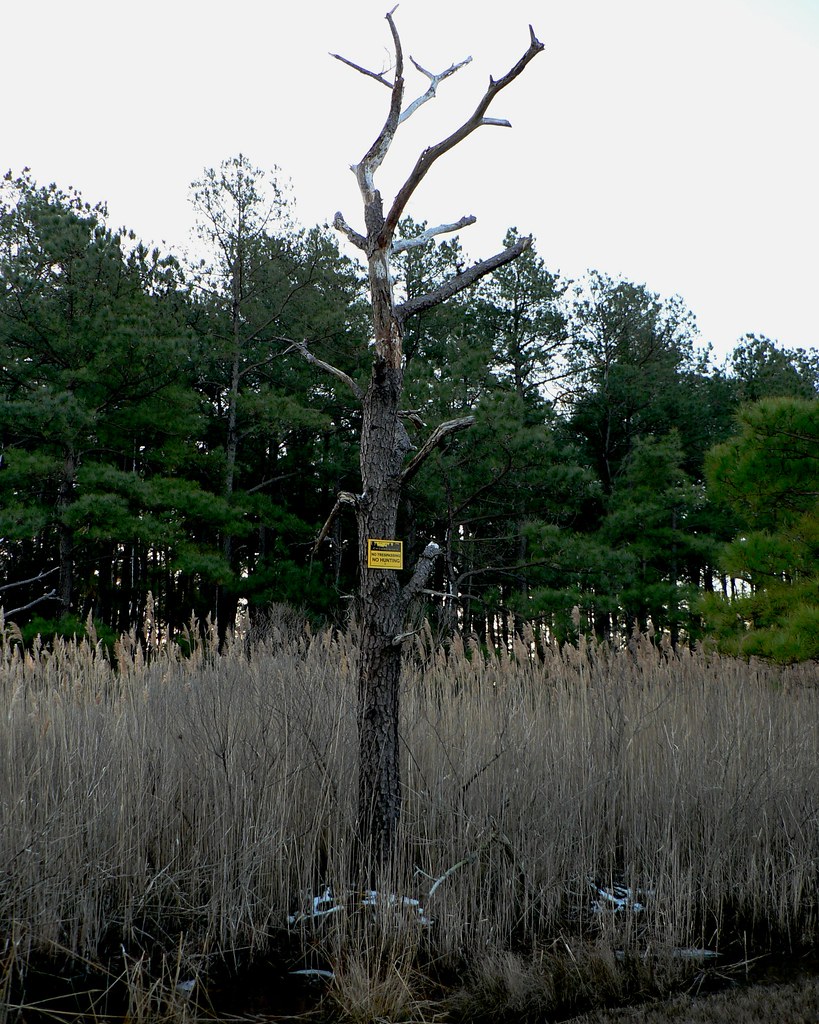 A Snag On Oyster Rocks Road, east of Milton, DE Mike Mahaffie Flickr
