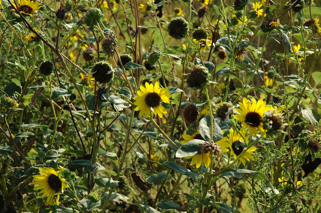 Back to West Texas (6) Wild sunflowers are in full bloom r… Flickr