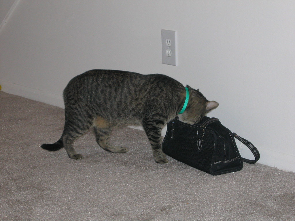 IMG_0918 drug sniffing cats found some "sutff" in Amanda's… Flickr