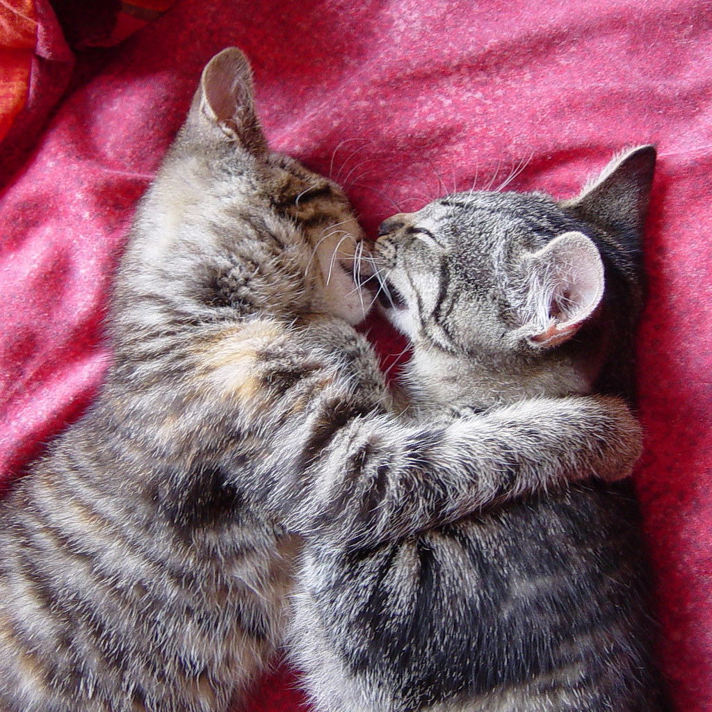 I think I like u.... Our two cats kissing. ) Lenneke Veerbeek Flickr