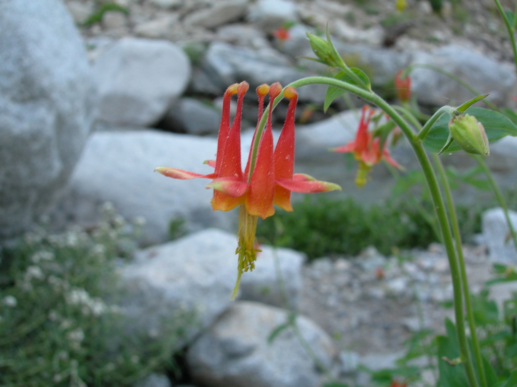 columbine flower Jason Raasch Flickr