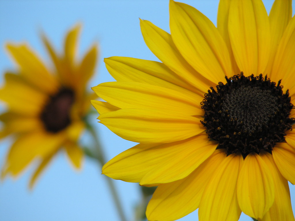 Sunflowers 1 Sunflowers 1 Sunflower Hot Spring, Hiraya, N… Flickr