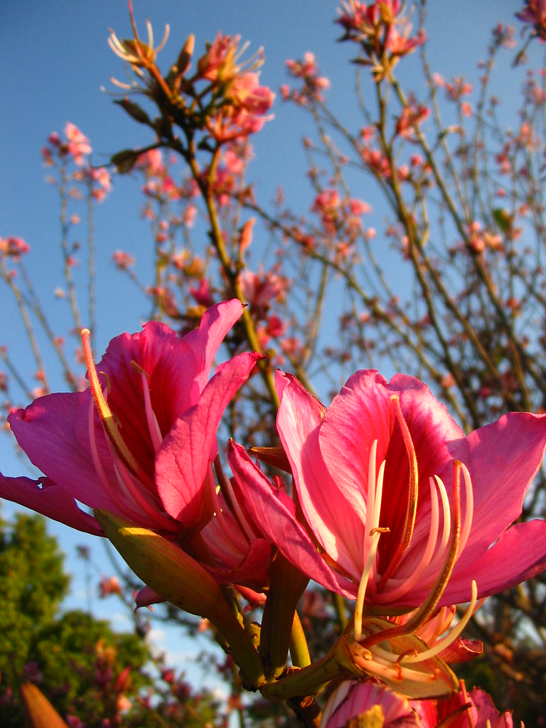 chinese orchid tree *omnia* Flickr