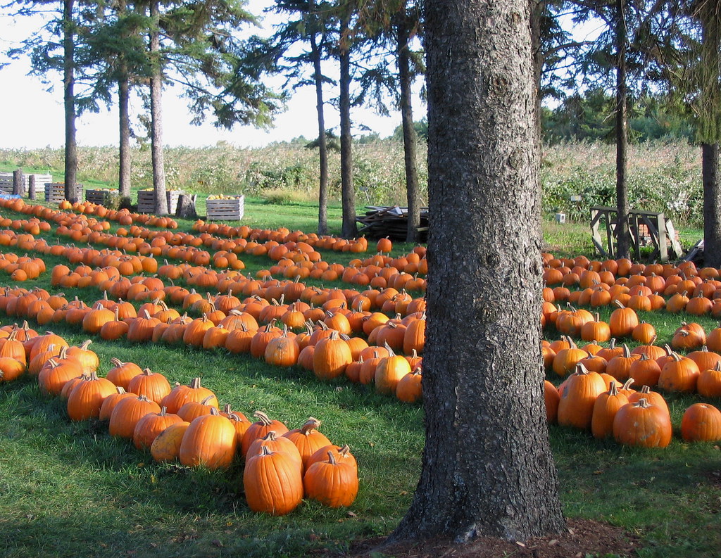 Row upon Row Nauman's Pumpkin's Galore and More Waterloo, … Flickr
