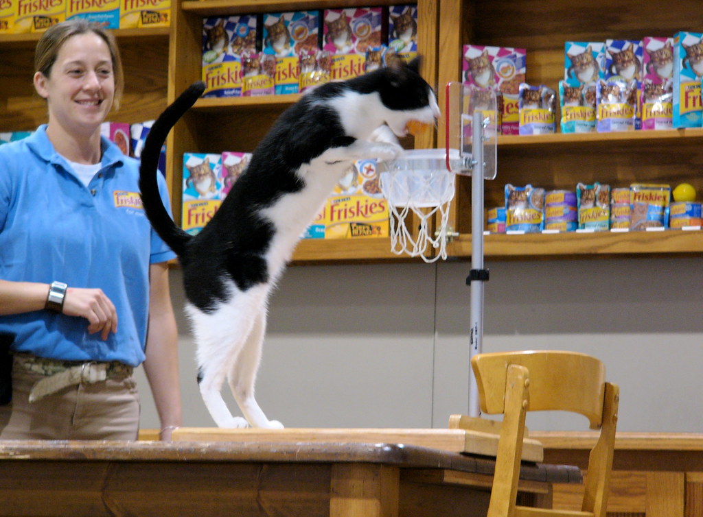 Cat Basketball Dunk Here's the muchhyped "Cat Basketball.… Flickr