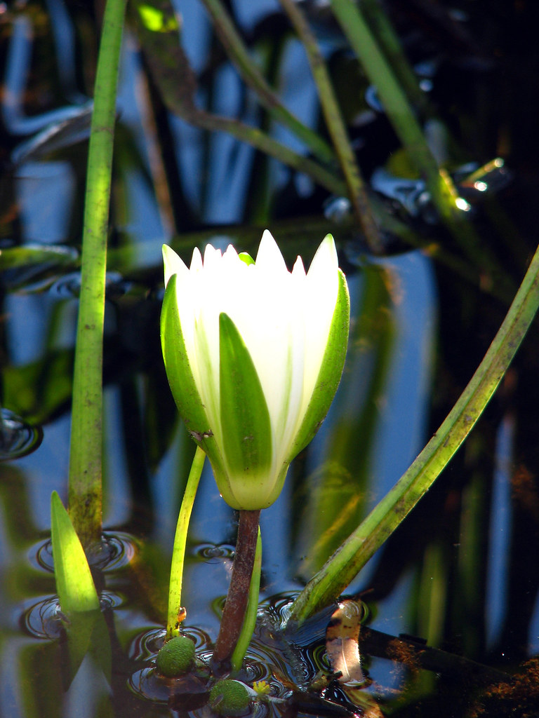 Water Lily A water lily blooms on Loakfoma Lake at the Nox… Flickr