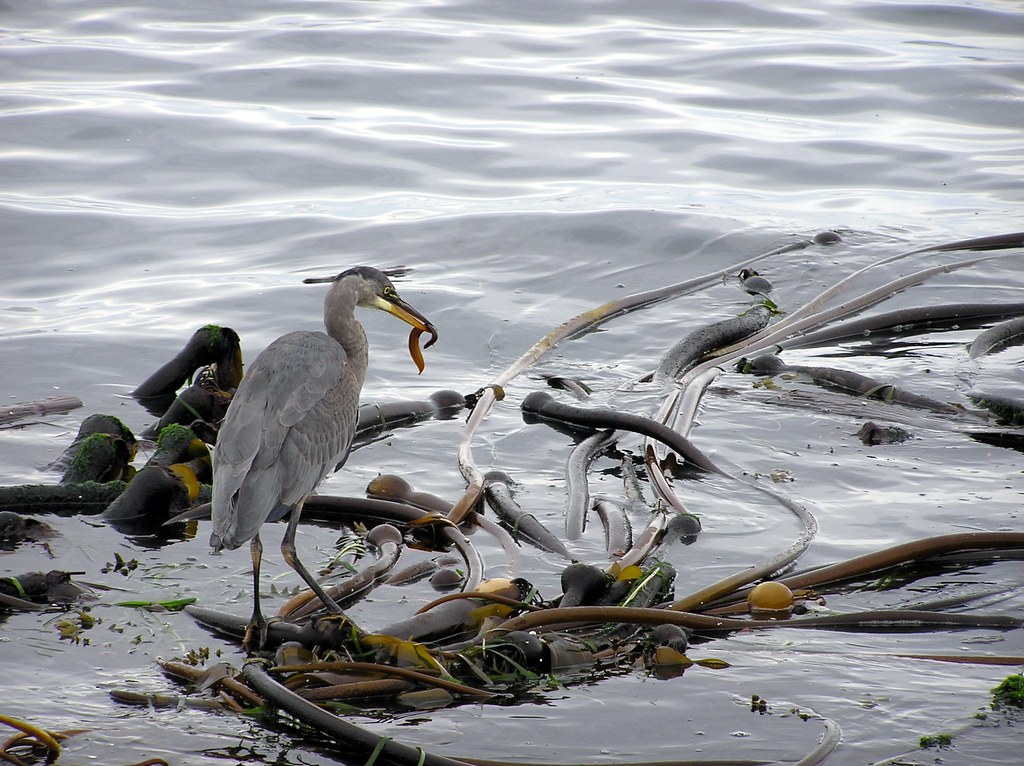 Heron and his squirming eel prey Christina Flickr