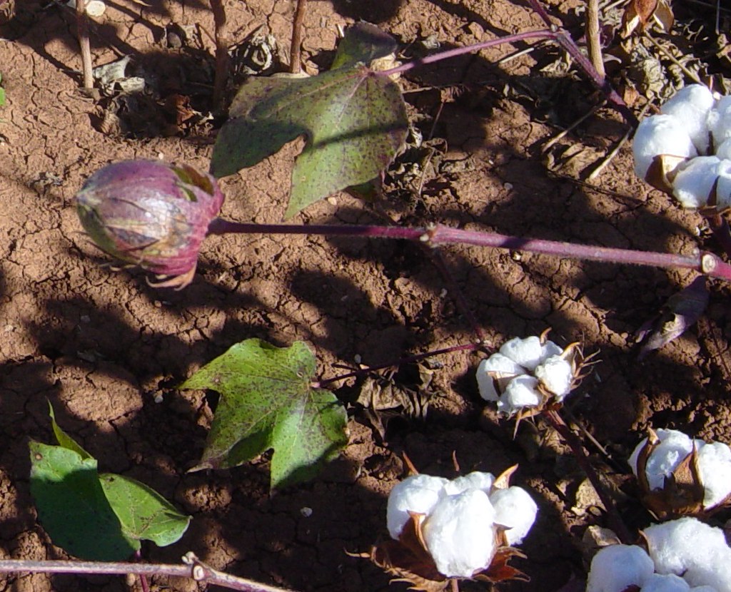 Cotton close up 2 East Texas Cotton plants, growing in fie… Flickr