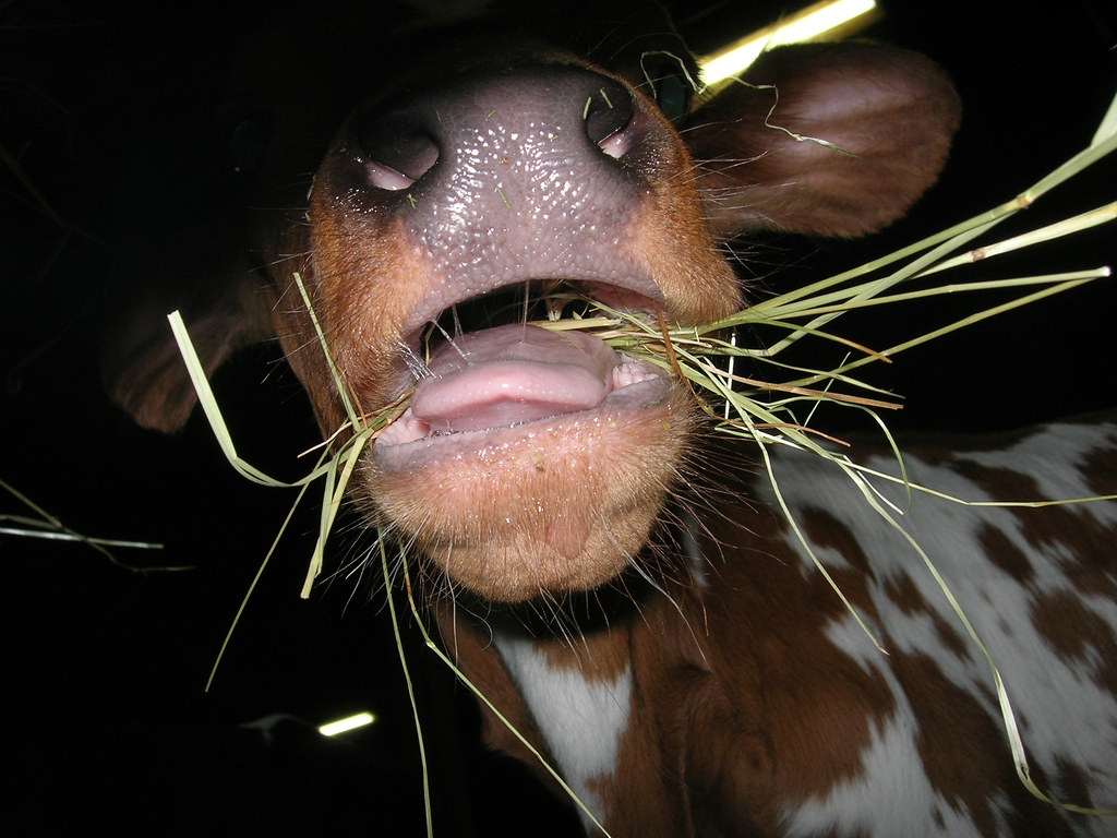 Cow Mouth 2005 Marion County Fair Moo. I eat straw. One … Flickr