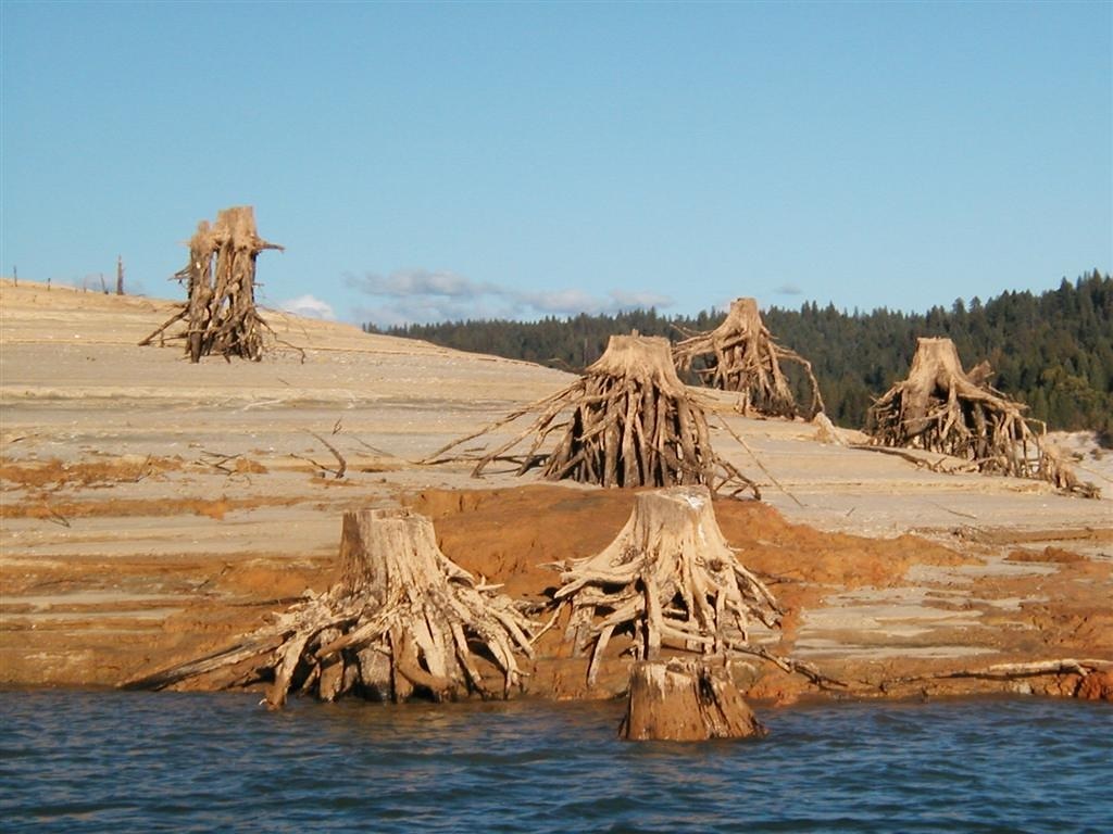 extrees Wacky tree stump root monster underwater invaders… Flickr