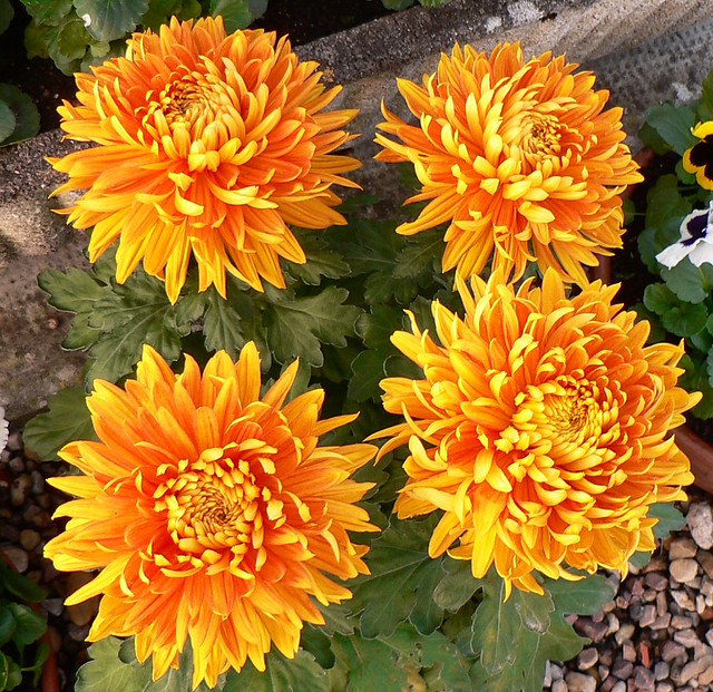 Autumn flowers a photo on Flickriver