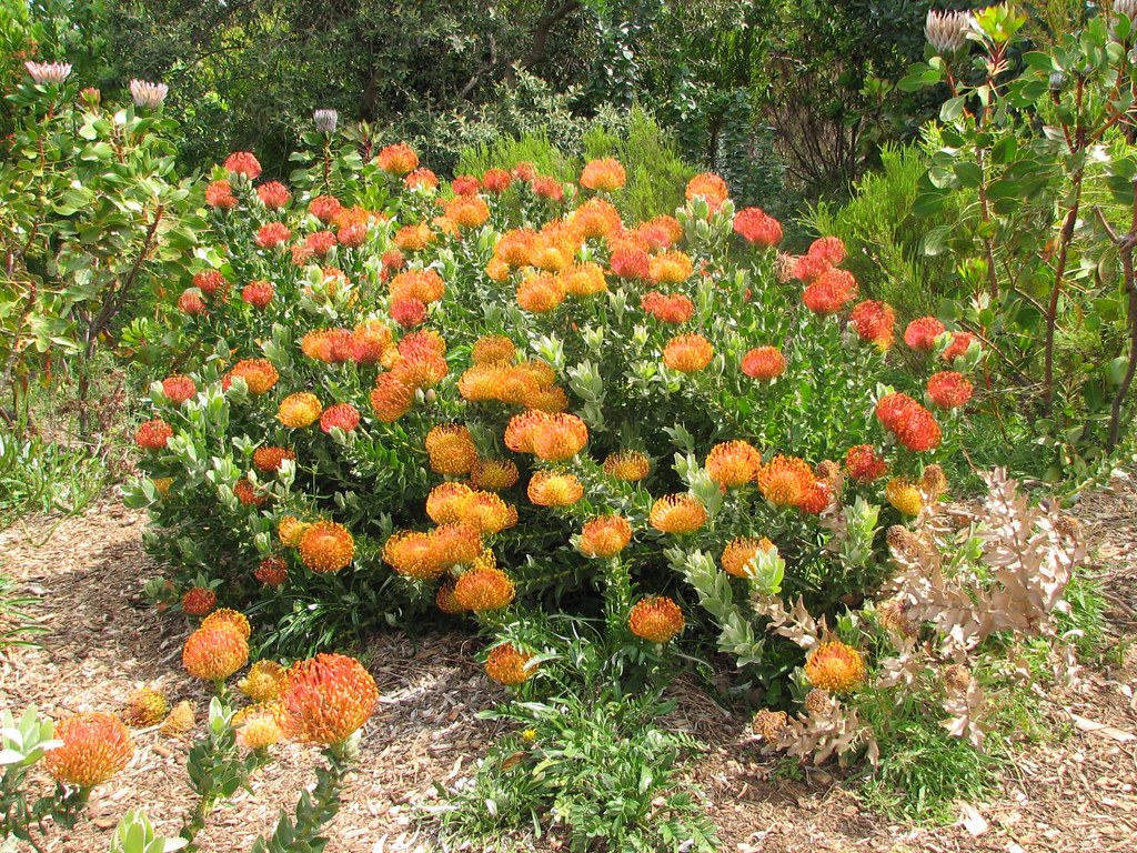 Another pincushion protea bush Carolyn Flickr