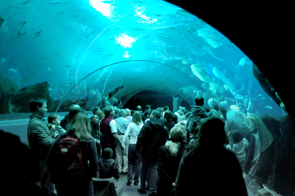 Aquarium Glass Tunnel Tunnel at the Aquari… Flickr