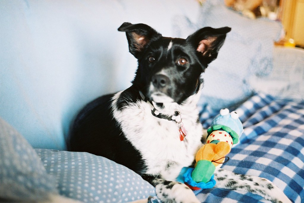 Bonny 2 Bonny Posing Alan Porter Flickr