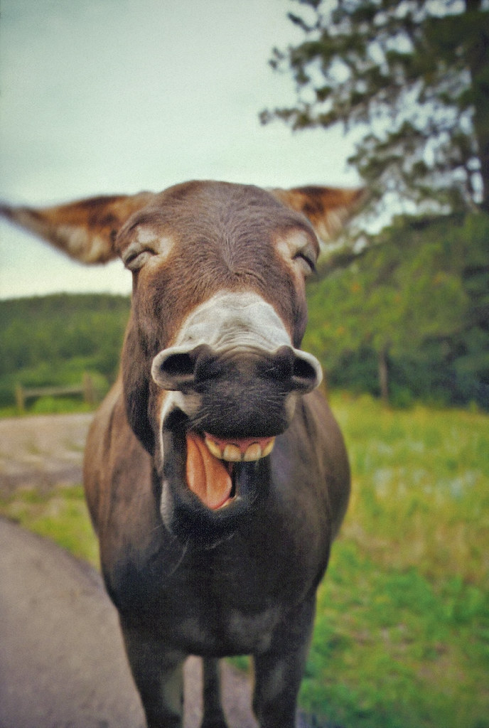 Laughing Donkey Hahaa... This is by far my most popular ph… Flickr