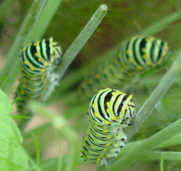 Caterpillars eating Bronze Fennel062703 Nancy Flickr