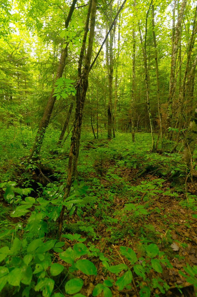 Swamp Tealey Creek Cedars Wisconsin State Natural Area 63… Flickr