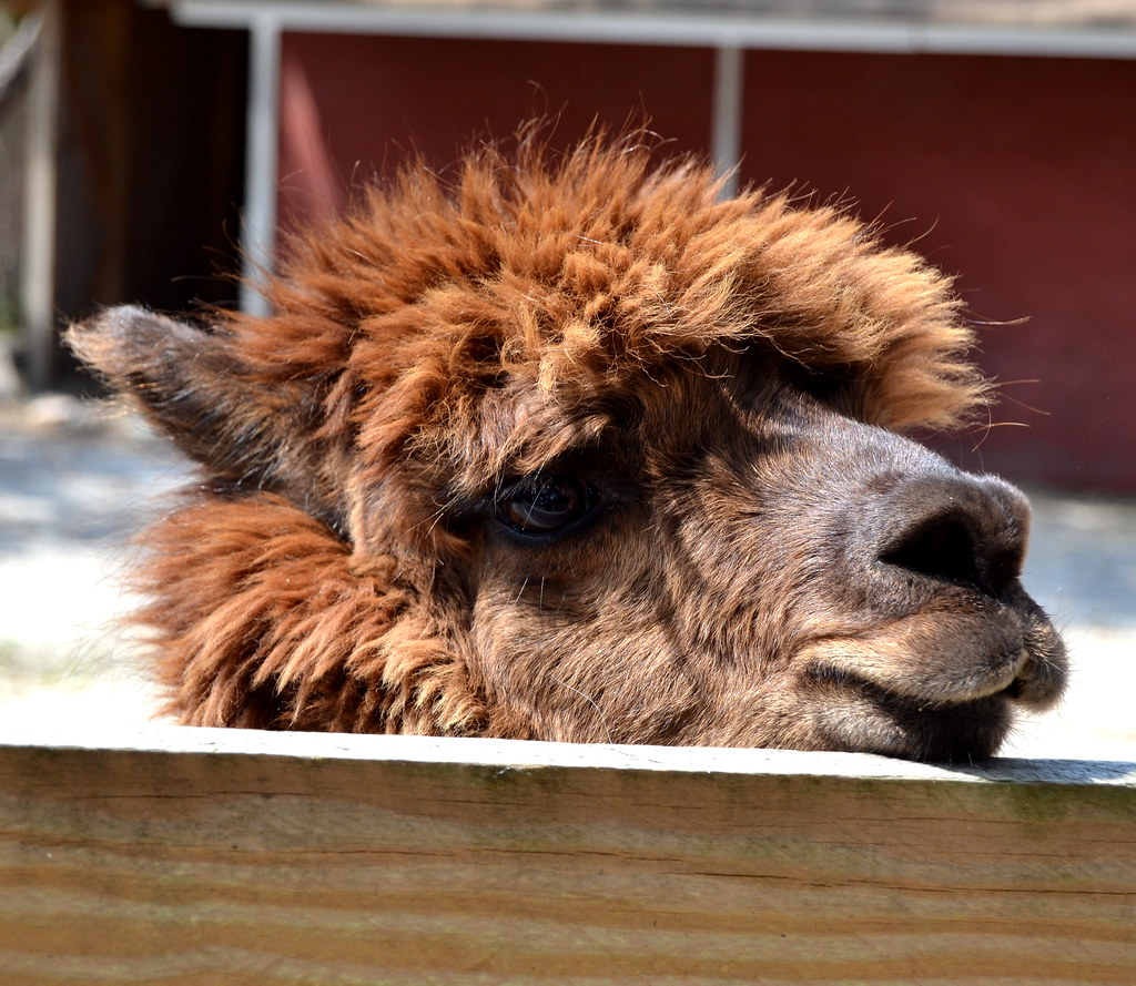 Popcorn Zoo Took a trip to the local zoo, June 10, 2015. Magdalyn