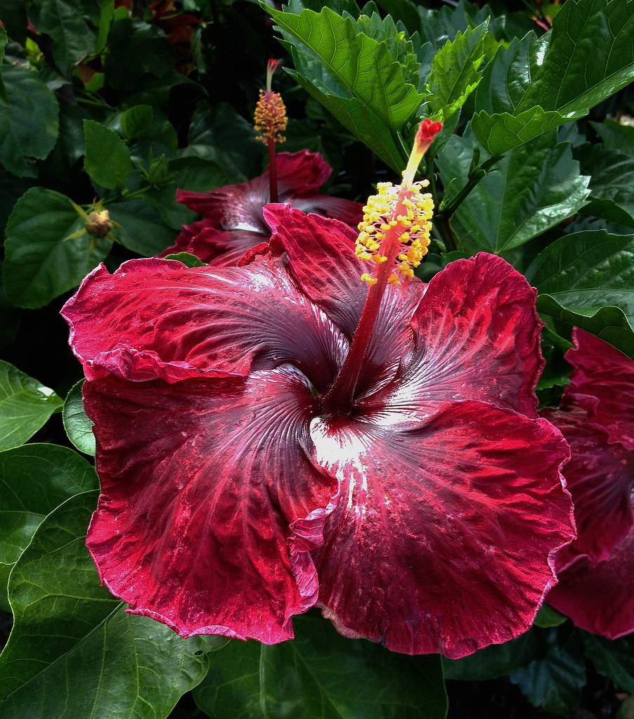 Black Dragon Hibiscus Photographed in Honolulu, Hawaii. Flickr