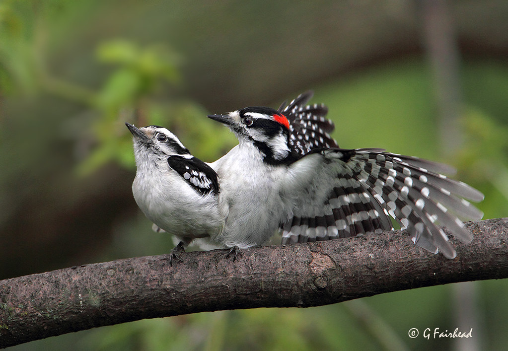 Woodpeckers Flickr