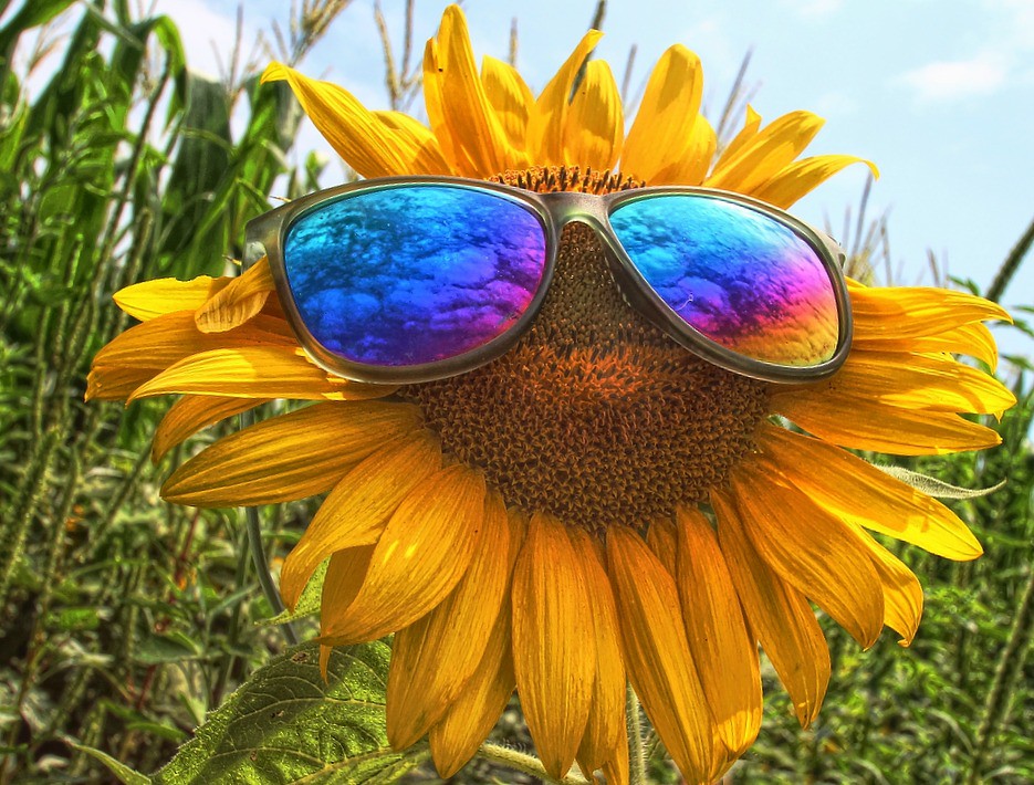 Broom's Bloom Sunflower Forsaken Fotos Flickr