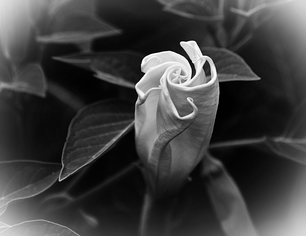 ANSMoon flower moon flowers shrink up in the day and than… Flickr