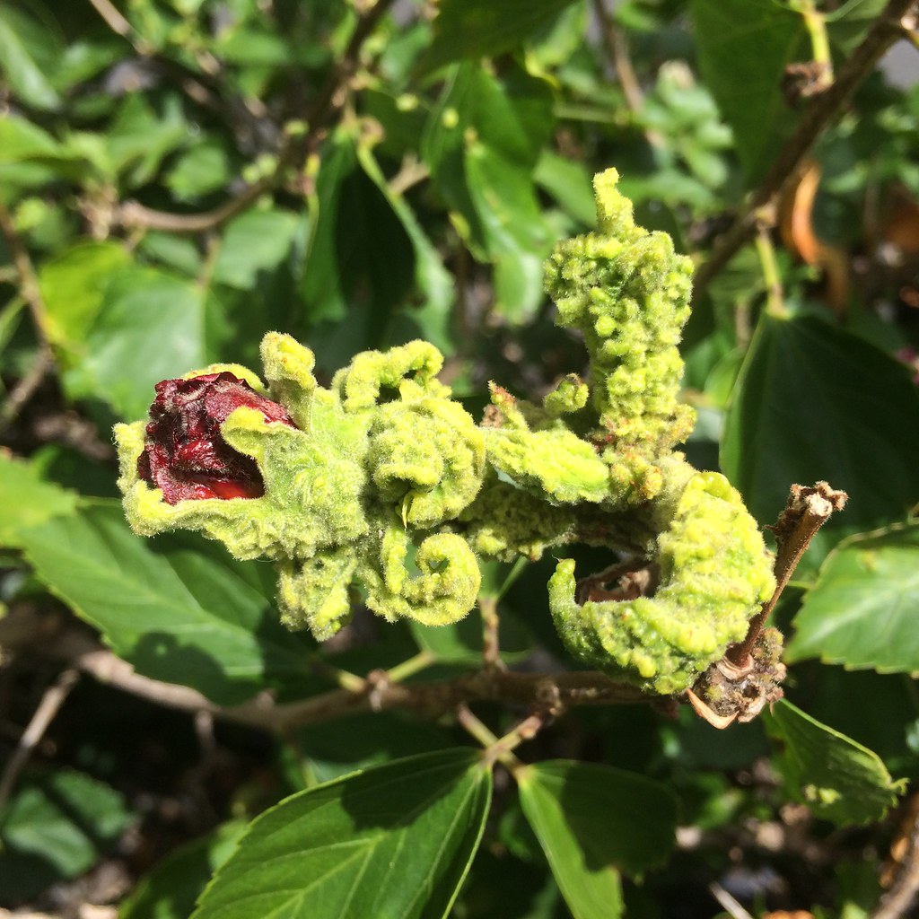 Hibiscus Erineum mites injury Foliar galls Scot Nelson Flickr
