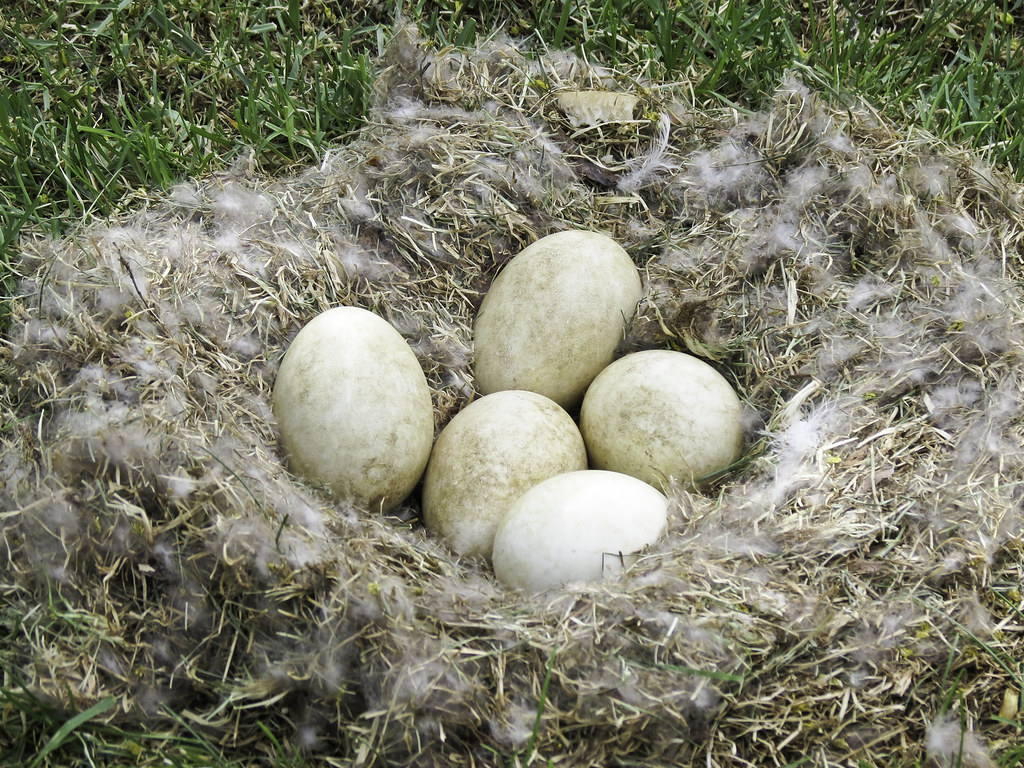 Canadian Geese Eggs Chris Wilbur Flickr