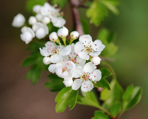 Ne'er cast a clout till May be out Common Hawthorn Cratae… Flickr