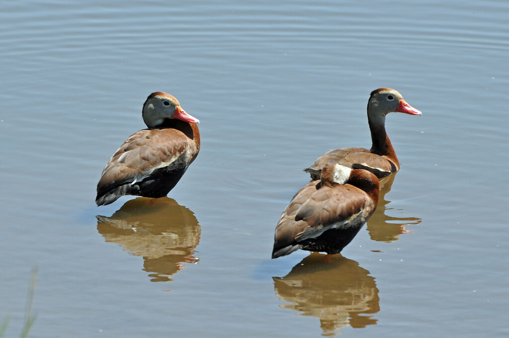 Blackbellied WhistlingDuck Autumn Creek Yorkville, IL 25… Flickr