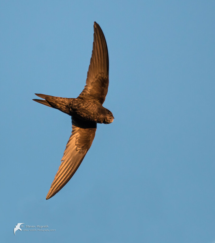 Swallows House Martins and swifts. Flickr