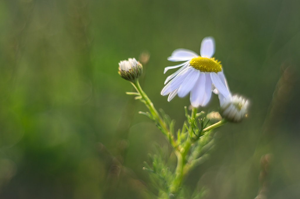 Daisy Wildlife_2010 Flickr