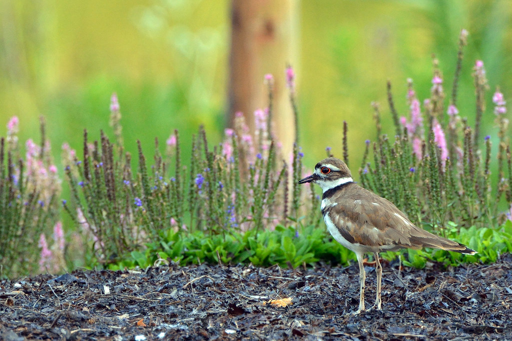 Kildeer Kildeer at the Chicago Botanic Garden David Clarine Flickr