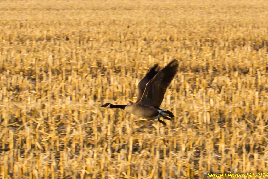 140421 Oies blanches Baie Du Febvre41272 Bernache du C… Serge