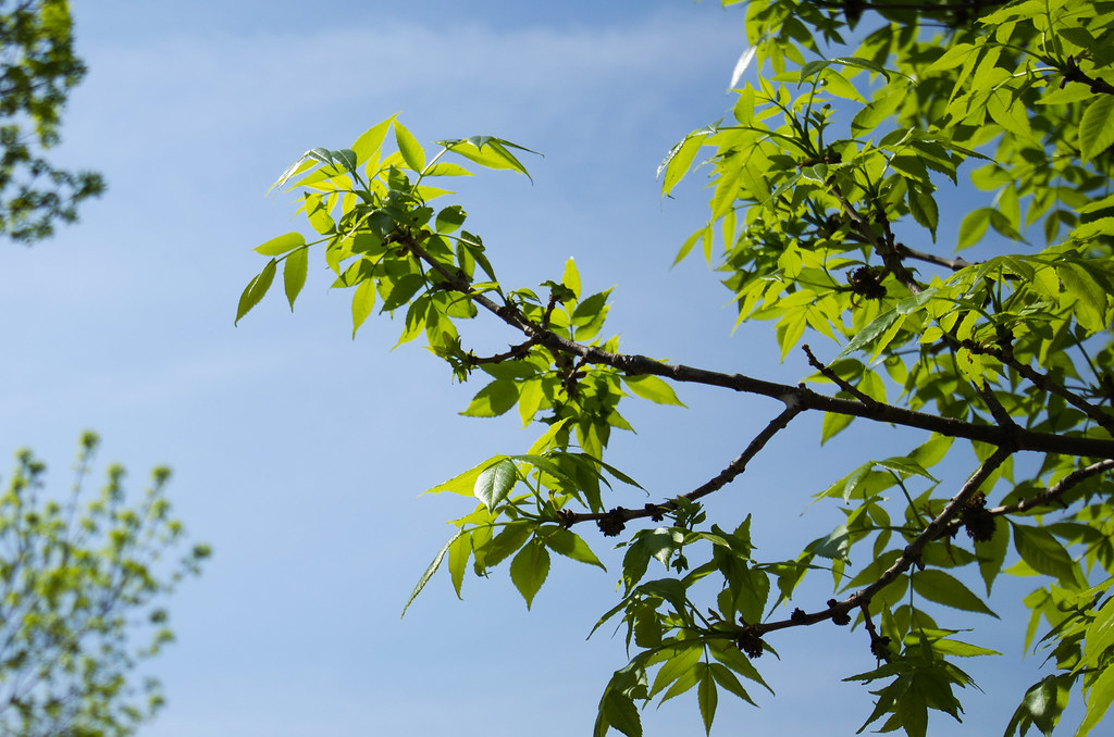Leaves Peoria Illinois Group April 2014 Photowalk I dec… Flickr
