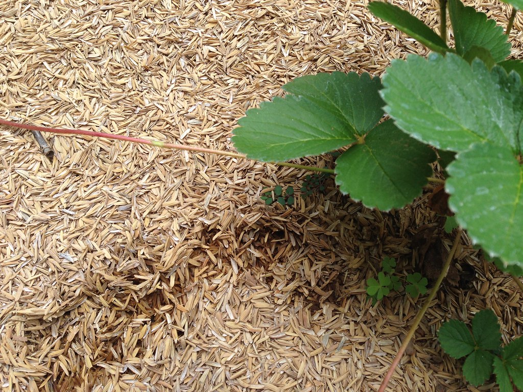 IMG_2175 Rice husk as mulch AnneLouise Kelly Flickr
